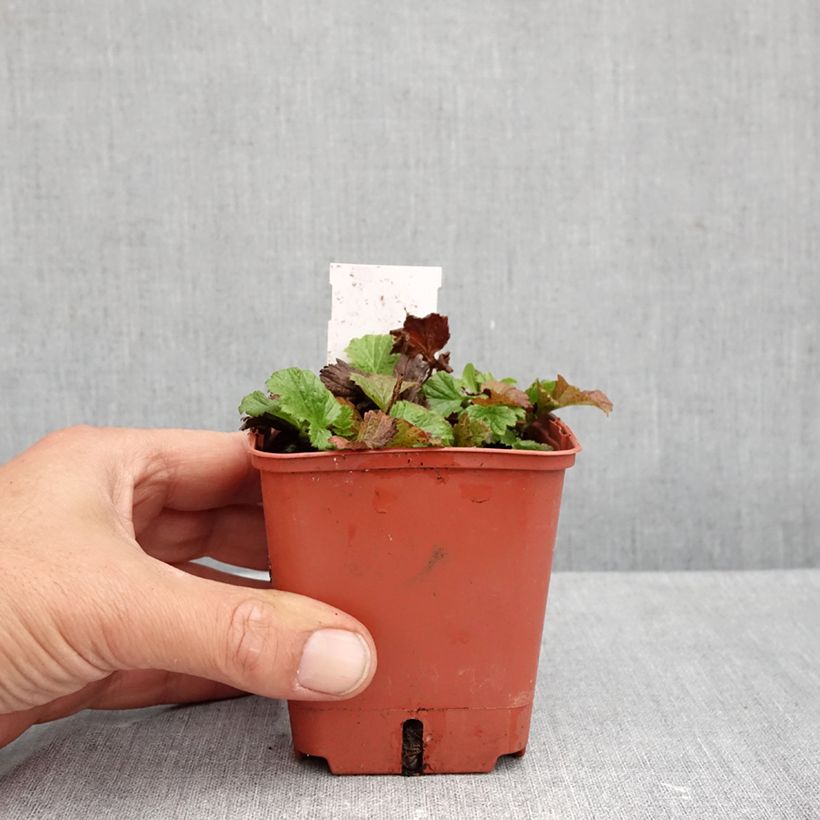 Ejemplar de Geum Tutti Frutti - Hierba de San Benito Maceta de 8/9 cm entregado en otoño