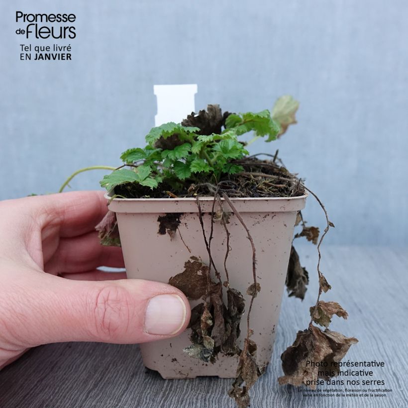 Geum Tutti Frutti - Hierba de San Benito Maceta de 8/9 cm Ejemplar entregado en invierno