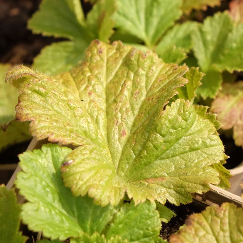 Geum Tutti Frutti - Hierba de San Benito (Follaje)