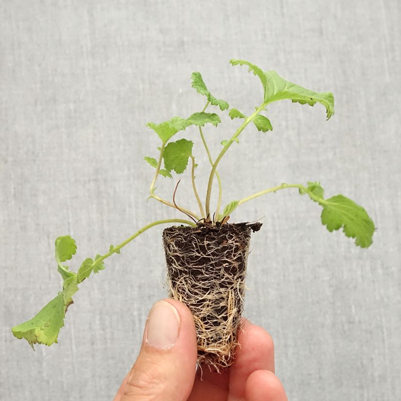 Ejemplar de Geum Tutti Frutti - Hierba de San Benito minicepellón: Ø 3/4 cm entregado en otoño