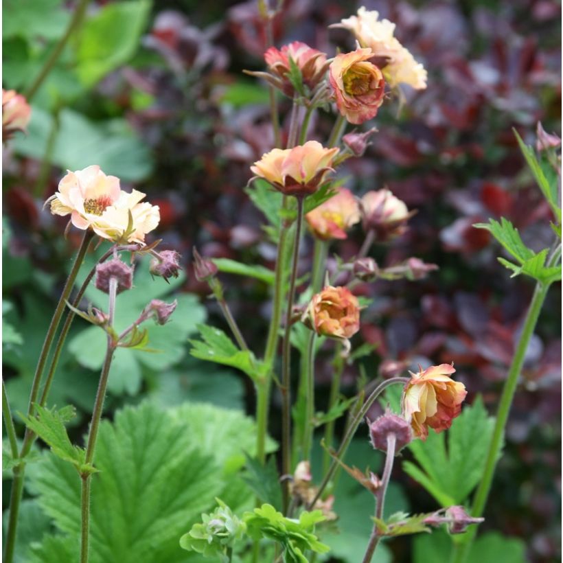 Geum rivale Mai tai - Hierba de San Benito (Porte)