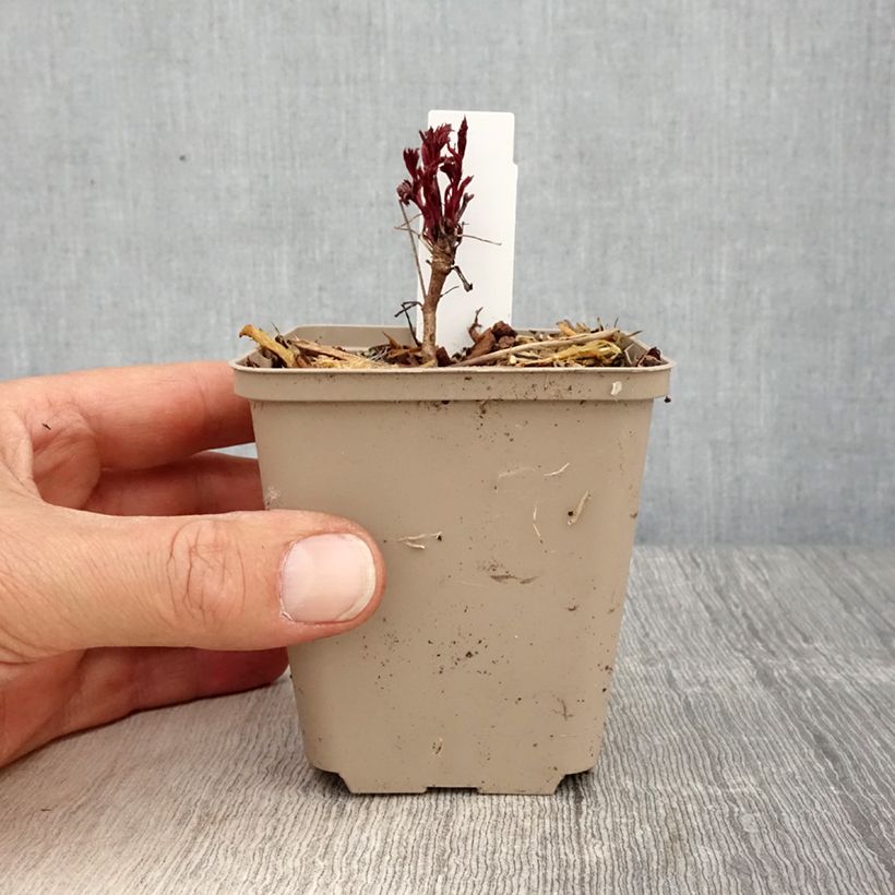 Gillenia trifoliata Pink Profusion Maceta de 8/9 cm Ejemplar entregado en la primavera