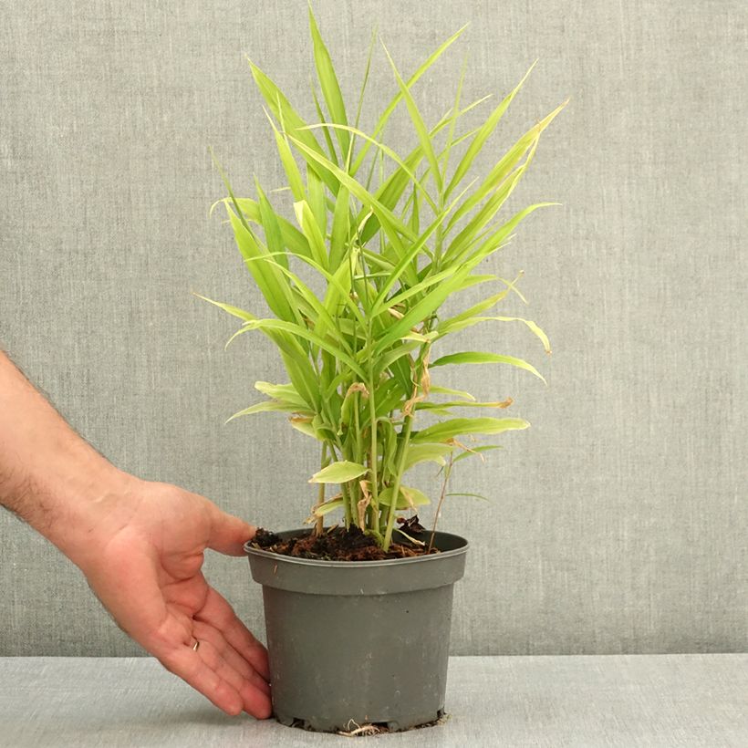 Ejemplar de Jengibre - Zingiber officinale Maceta 1,5L/2L entregado en verano