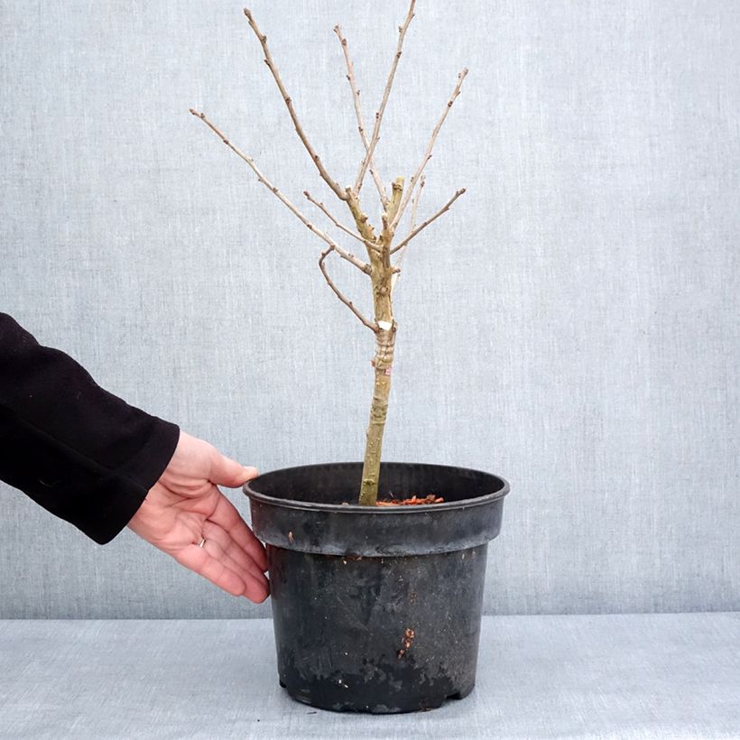 Ginkgo biloba Baldi - Arbre aux quarante écus nain Pot de 4L/5L Ejemplar entregado en invierno