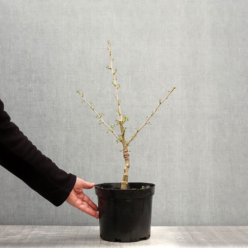Ginkgo biloba Baldi - Arbre aux quarante écus nain Maceta 4L/5L Ejemplar entregado en la primavera