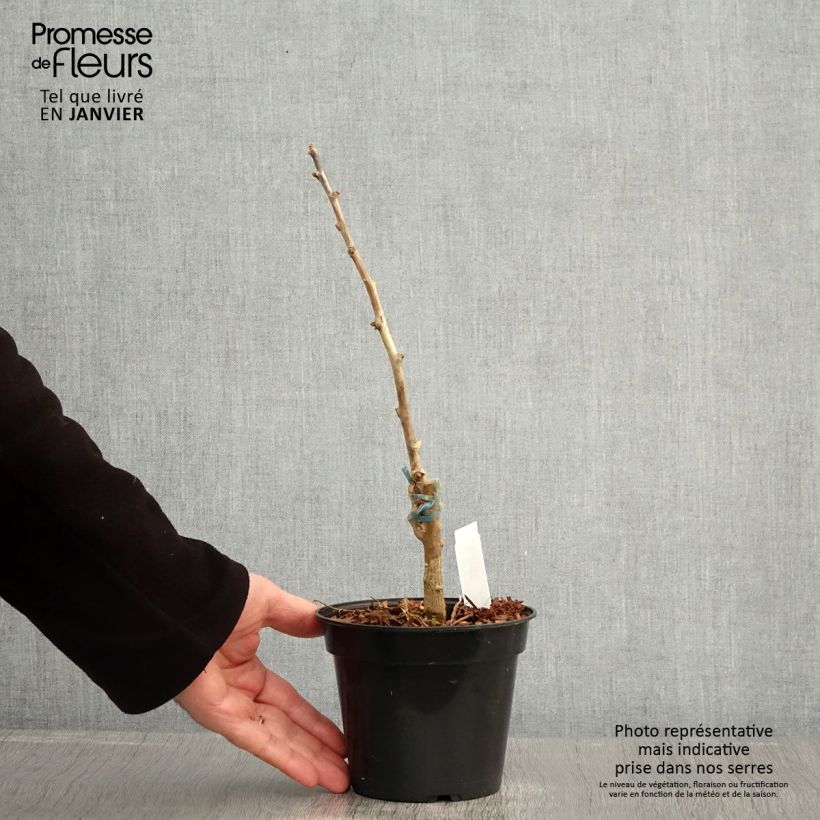 Gingo biloba Blagon - Árbol sagrado Maceta 1,5L/2L Ejemplar entregado en invierno