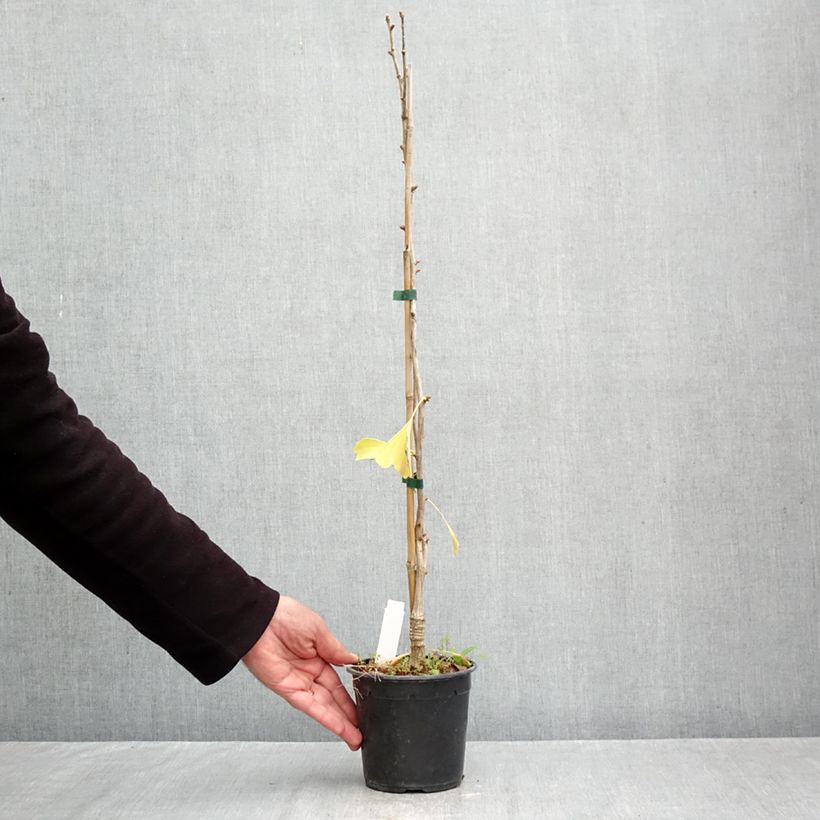 Ejemplar de Gingo biloba Blagon - Árbol sagrado Maceta 1,5L/2L entregado en otoño