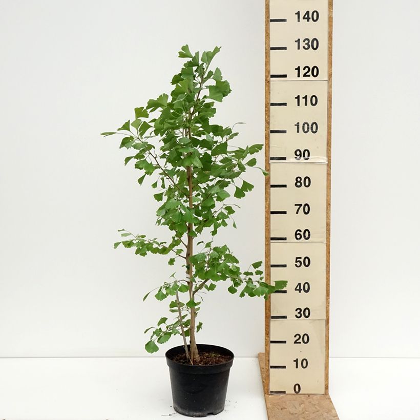 Ejemplar de Gingo biloba Blagon - Árbol sagrado Maceta 7,5L/10L entregado en verano