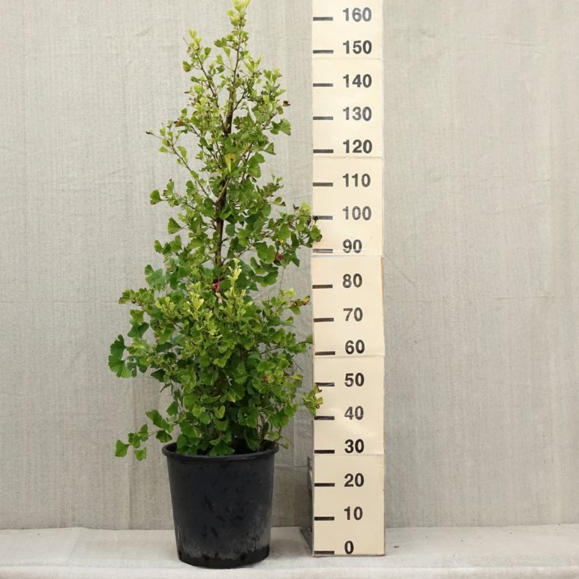 Ejemplar de Gingo biloba Eiffel - Árbol sagrado Maceta 30L/35L entregado en verano