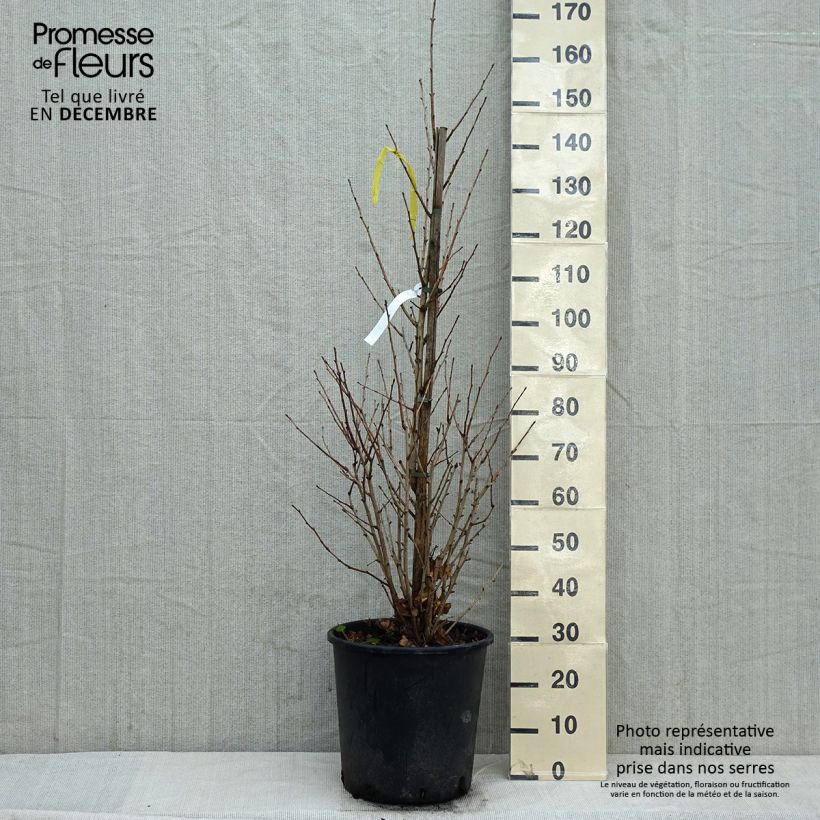 Gingo biloba Eiffel - Árbol sagrado Maceta 30L/35L Ejemplar entregado en invierno