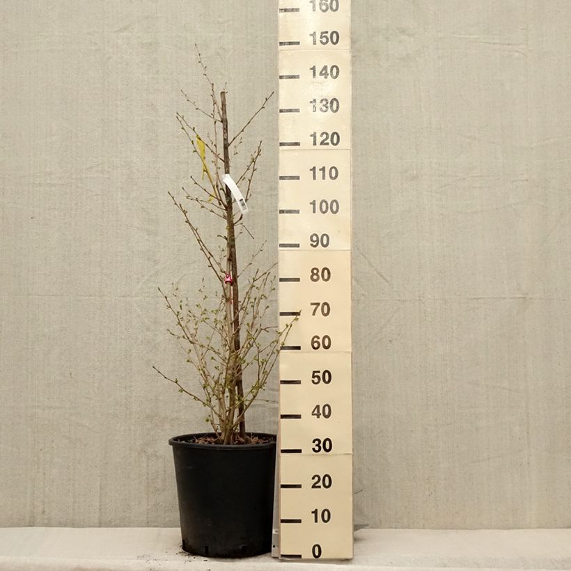 Gingo biloba Eiffel - Árbol sagrado Maceta 30L/35L Ejemplar entregado en la primavera