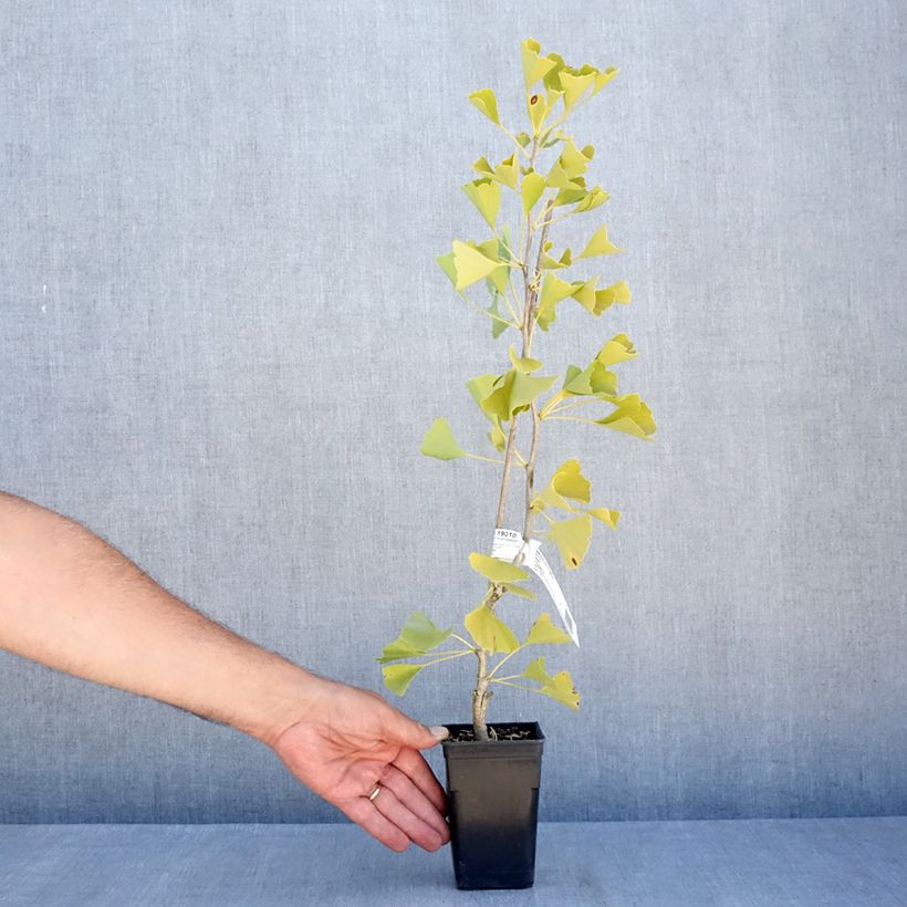 Ejemplar de Gingo biloba fastigiata Gold Flame - Árbol sagrado Maceta 1L/1,5L entregado en verano