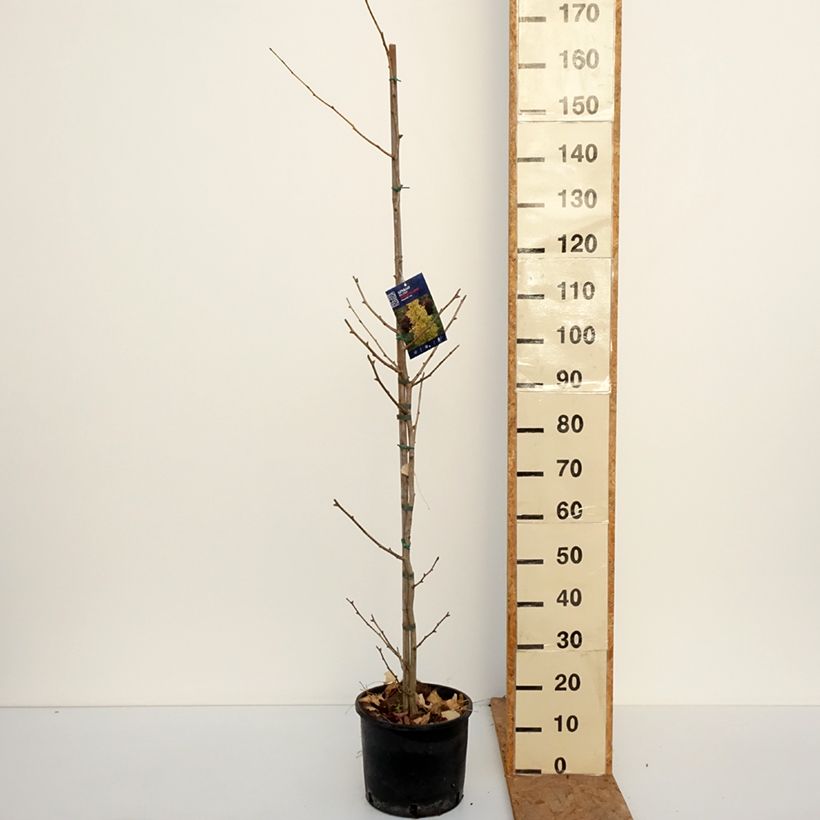 Ejemplar de Gingo biloba fastigiata Gold Flame - Árbol sagrado Maceta 7,5L/10L entregado en otoño