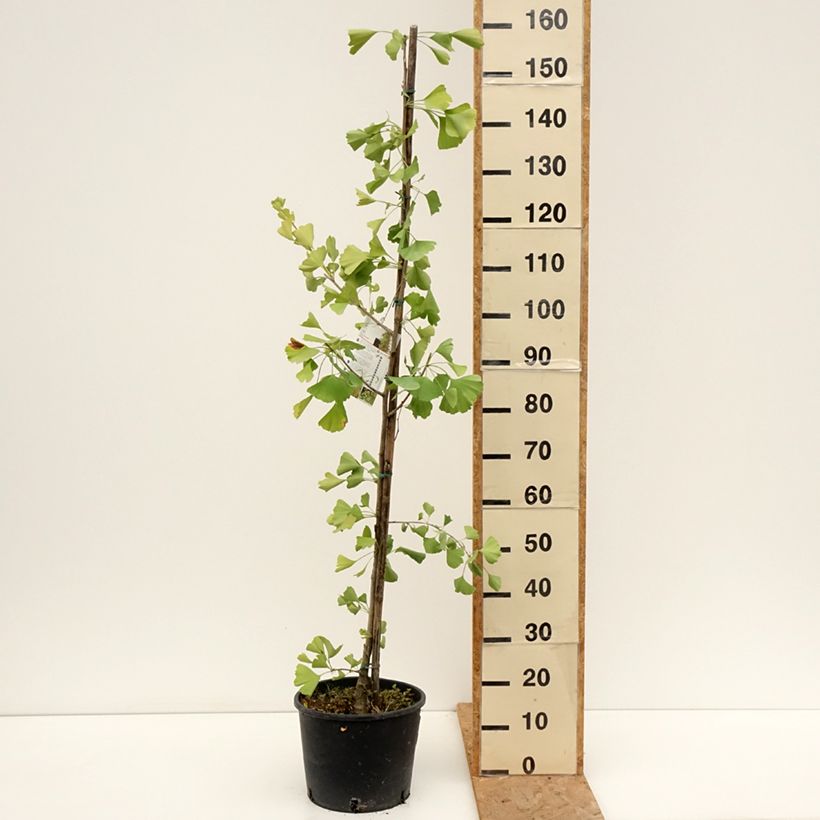 Ejemplar de Gingo biloba fastigiata Gold Flame - Árbol sagrado Maceta 7,5L/10L entregado en verano