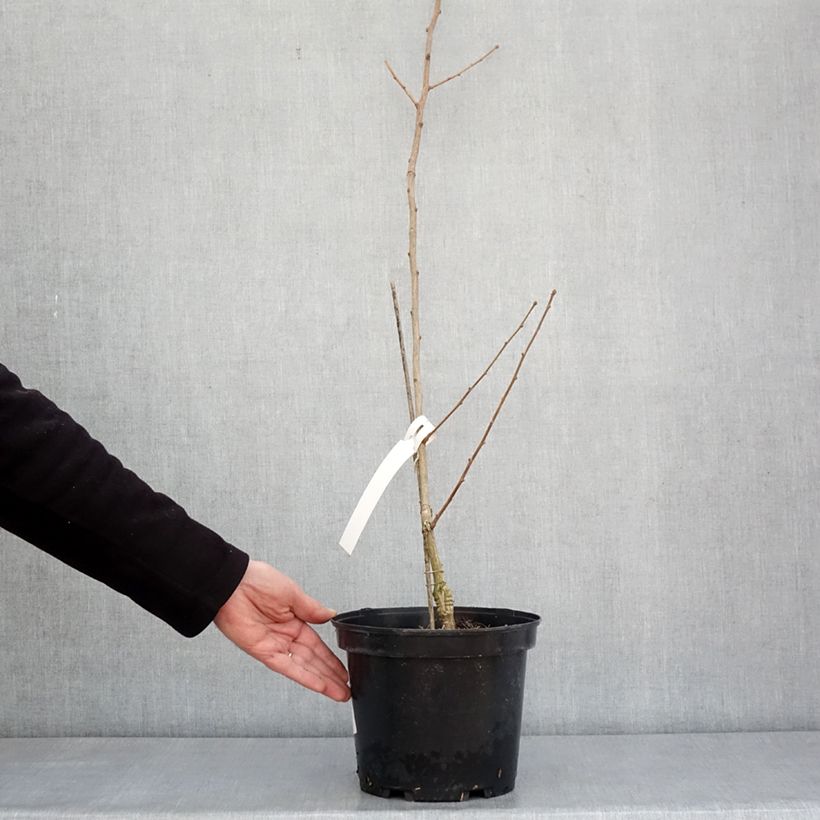 Gingo biloba Menhir - Árbol sagrado Maceta 4L/5L Ejemplar entregado en invierno