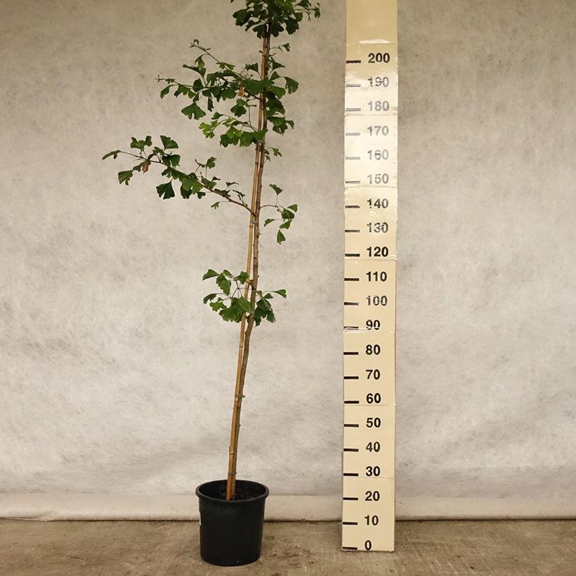 Ejemplar de Gingo biloba - Árbol sagrado Maceta 6L/7L entregado en verano