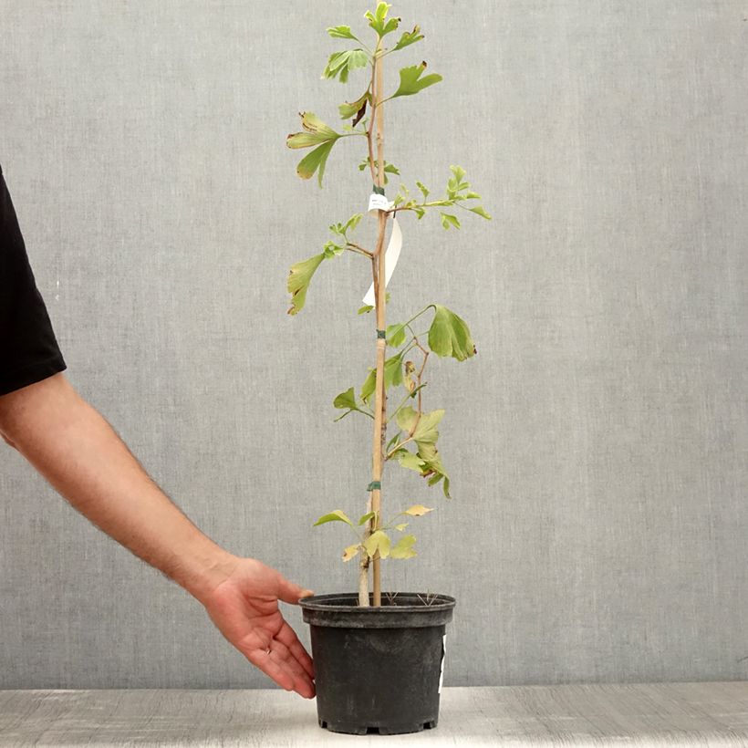 Ejemplar de Gingo biloba - Árbol sagrado Maceta 2L/3L entregado en verano