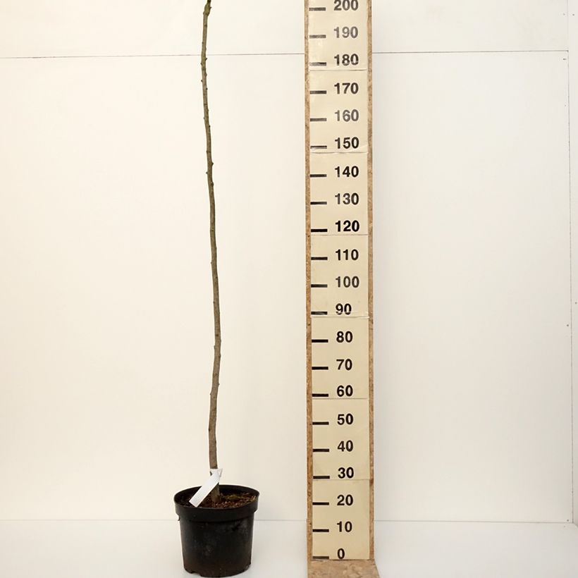 Gingo biloba Pendula - Árbol sagrado Maceta 12L/15L Ejemplar entregado en invierno