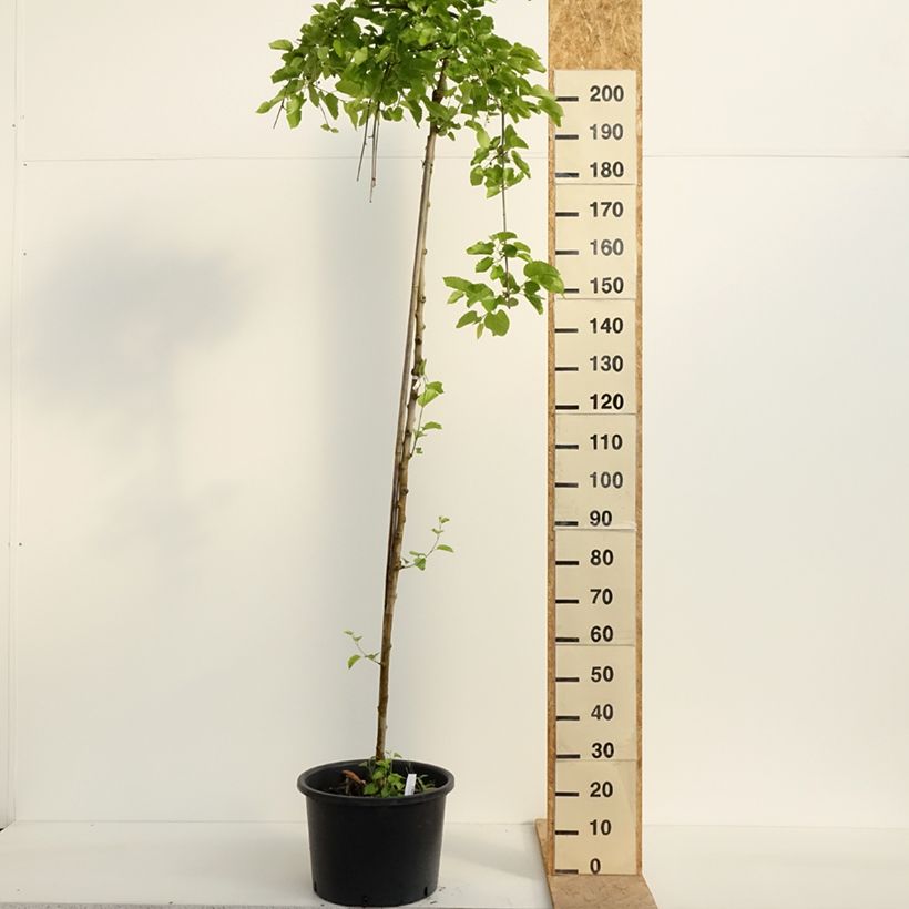 Gingo biloba Pendula - Árbol sagrado Maceta 12L/15L, Tallo Ejemplar entregado en la primavera