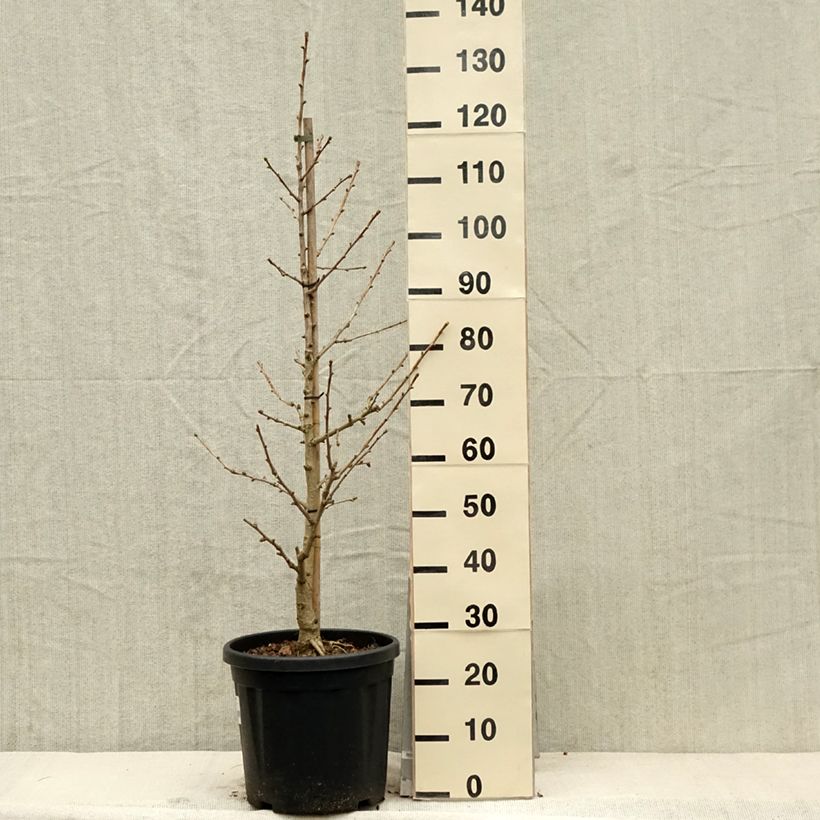 Gingo biloba Simon - Árbol sagrado Maceta 18L/20L Ejemplar entregado en la primavera