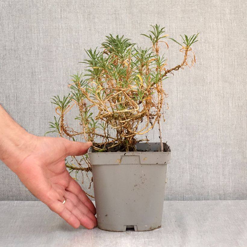 Ejemplar de Erysimum Constant Cheer - Alhelí Maceta 2L/3L entregado en verano