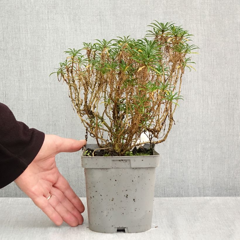 Ejemplar de Erysimum Constant Cheer - Alhelí Maceta 2L/3L entregado en otoño