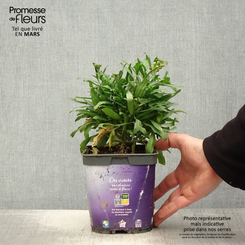 Erysimum Spice Island - Alhelí Maceta 2L/3L Ejemplar entregado en la primavera