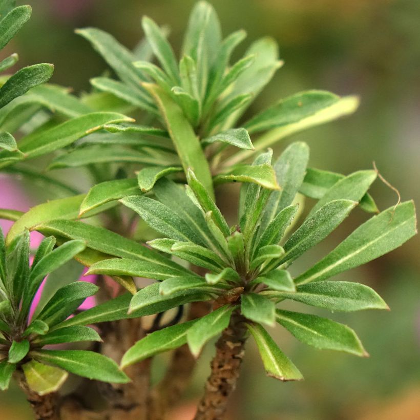Erysimum Colour Vibe Purple - Alhelí (Follaje)