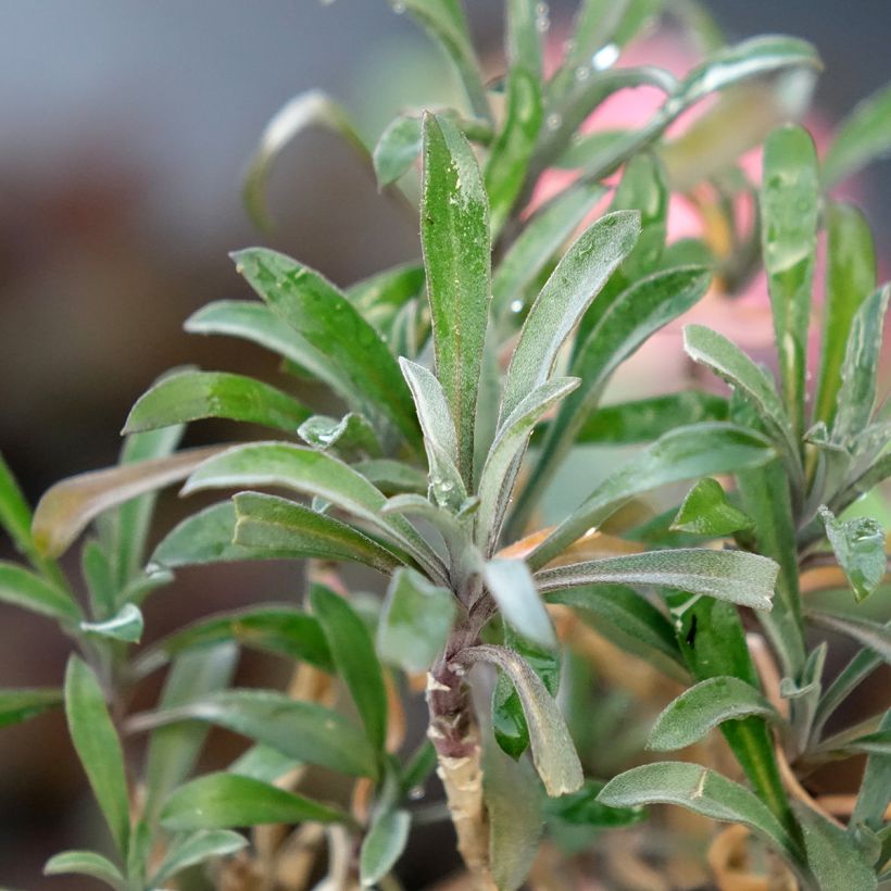 Erysimum Colour Vibe Red - Alhelí (Follaje)