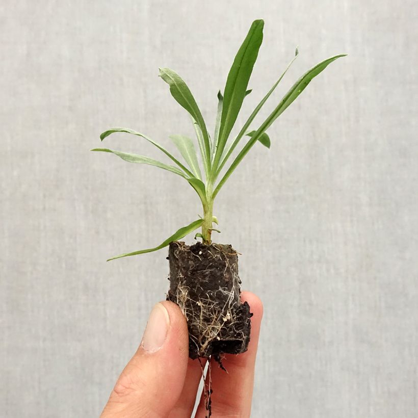 Ejemplar de Erysimum Winter Passion - Alhelí minicepellón: Ø 3/4 cm entregado en otoño