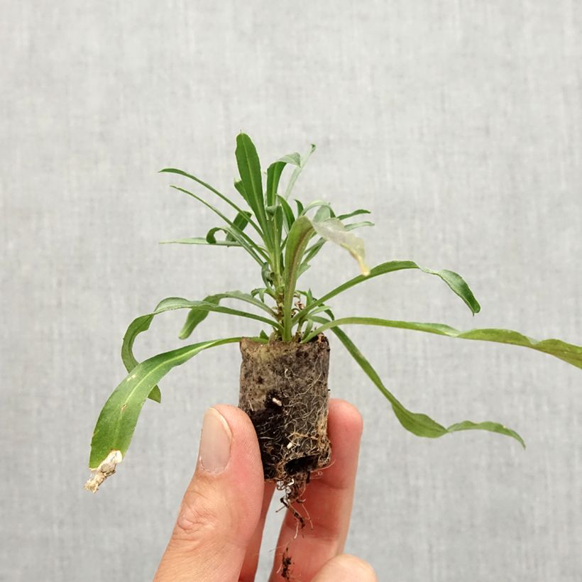 Ejemplar de Erysimum Winter Spirit - Alhelí minicepellón: Ø 3/4 cm entregado en otoño