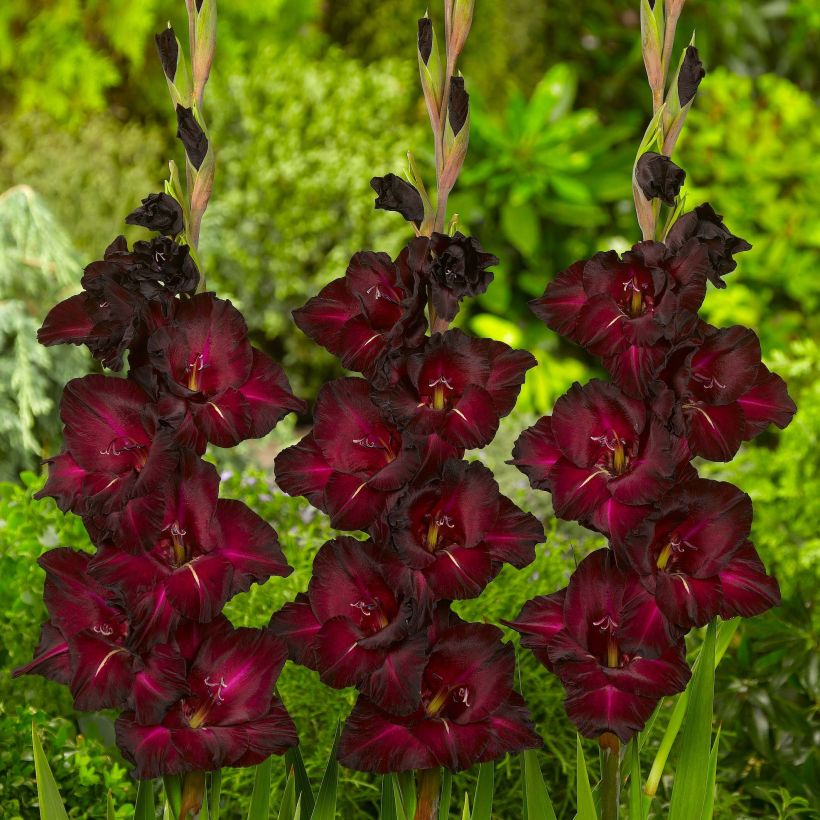 Gladiolo Black Surprise (Floración)