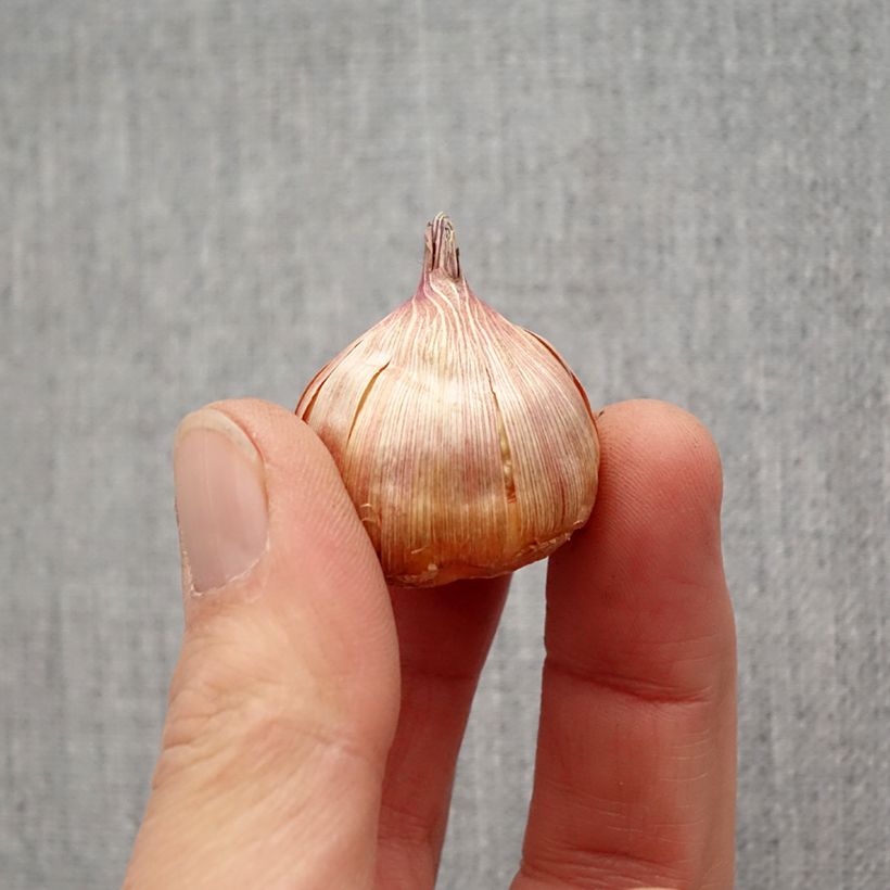 Gladiolo Blue Tropic Bulbo calibre 12+ Ejemplar entregado en la primavera