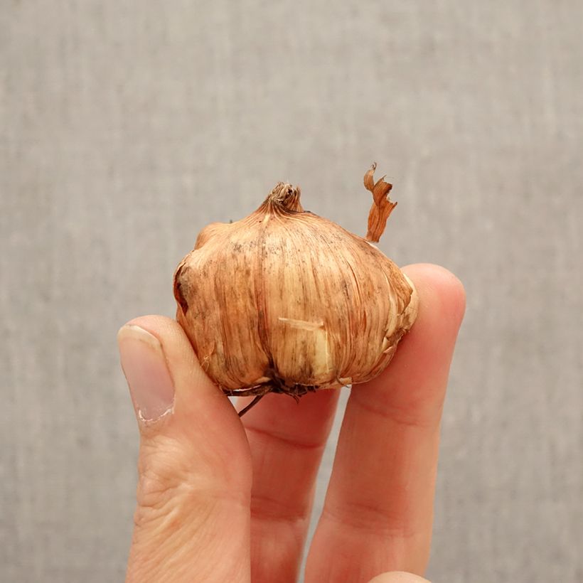 Gladiolus Cilesta Bulbo calibre 10+ Ejemplar entregado en la primavera