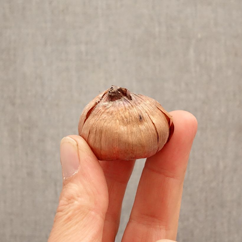 Gladiolo Cookie Bulbo calibre 12+ Ejemplar entregado en la primavera