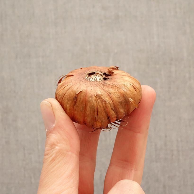 Gladiolus Georgia Peach Bulbo calibre 14+ Ejemplar entregado en la primavera