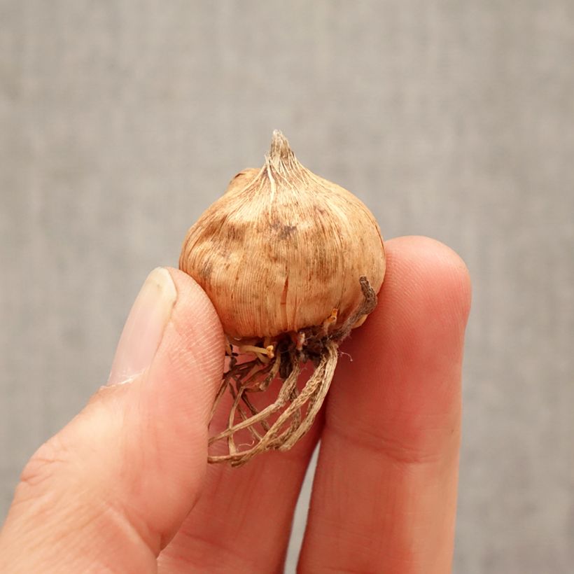 Gladiolus Glamini Emmy Bulbo calibre 8+ Ejemplar entregado en la primavera