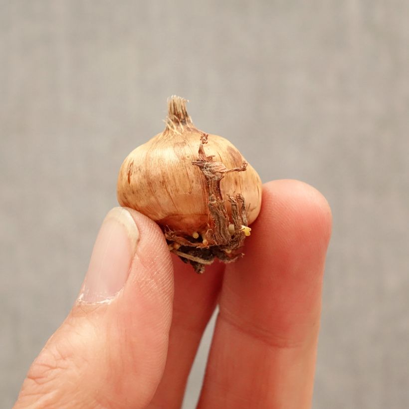 Gladiolus Glamini Evi Bulbo calibre 8+ Ejemplar entregado en la primavera