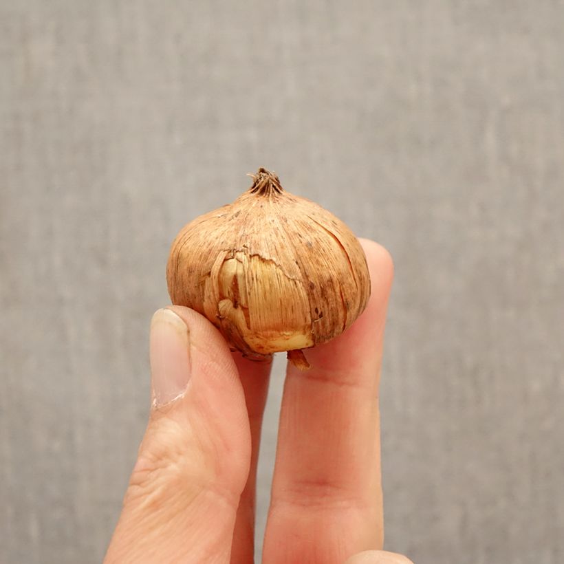 Gladiolus Sunglow Bulbo calibre 12/14 Ejemplar entregado en la primavera