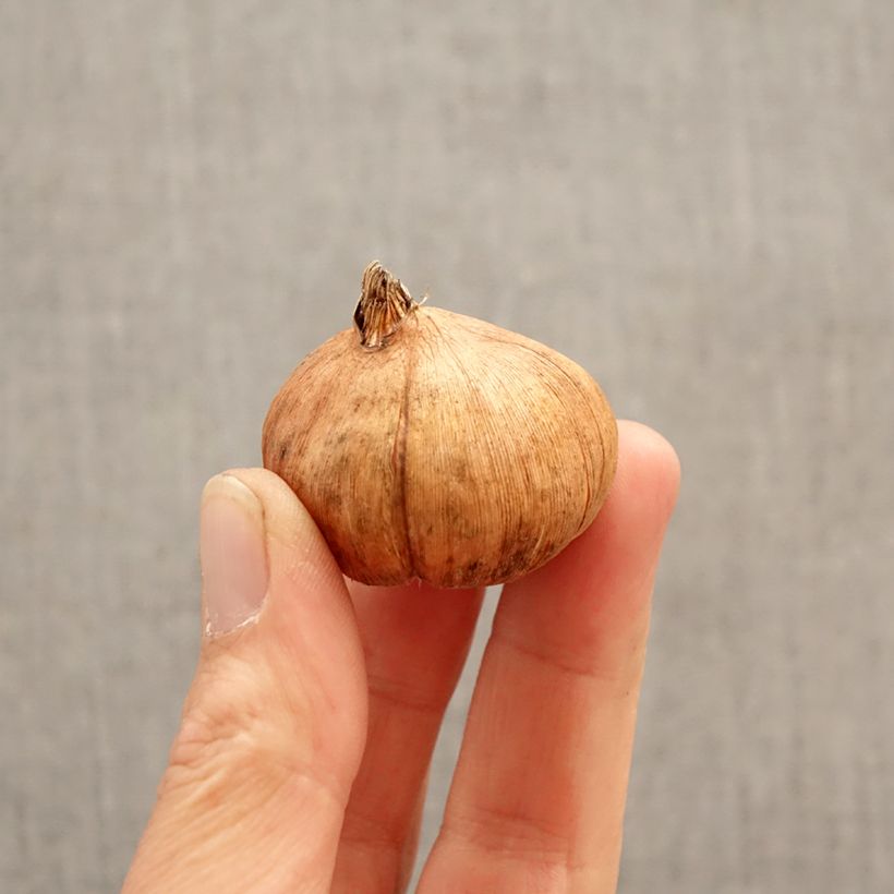 Gladiolus Triton Bulbo calibre 12/14 Ejemplar entregado en la primavera