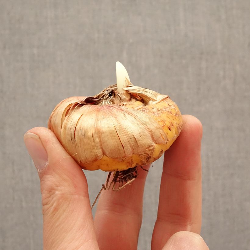 Gladiolus Vista Bulbo calibre 14+ Ejemplar entregado en la primavera