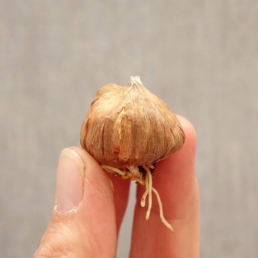 Gladiolus Gladdies Peter Bulbo calibre 8+ Ejemplar entregado en la primavera