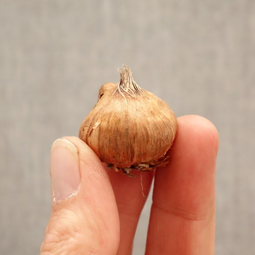 Gladiolus Glamini Lia Bulbo calibre 8+ Ejemplar entregado en la primavera