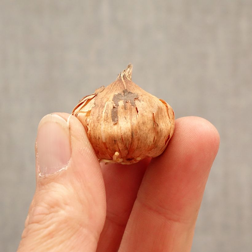 Gladiolus Glamini Tina Bulbo calibre 8+ Ejemplar entregado en la primavera