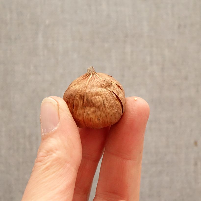 Gladiolo de Abisinia - Gladiolo callianthus Bulbo calibre 8+ Ejemplar entregado en la primavera