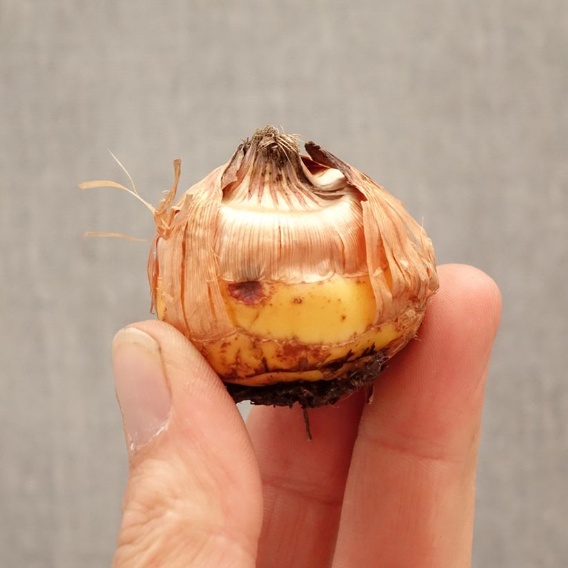 Gladiolo papilio Circus Club Bulbo calibre 14+ Ejemplar entregado en la primavera