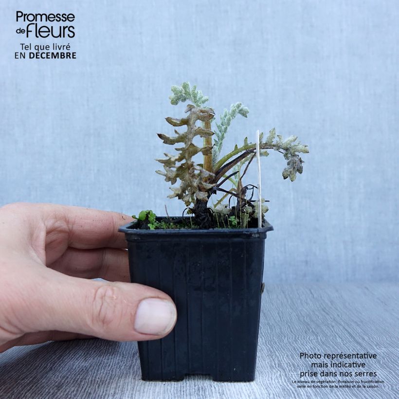 Glaucium flavum - Amapola marina Maceta de 8/9 cm Ejemplar entregado en invierno