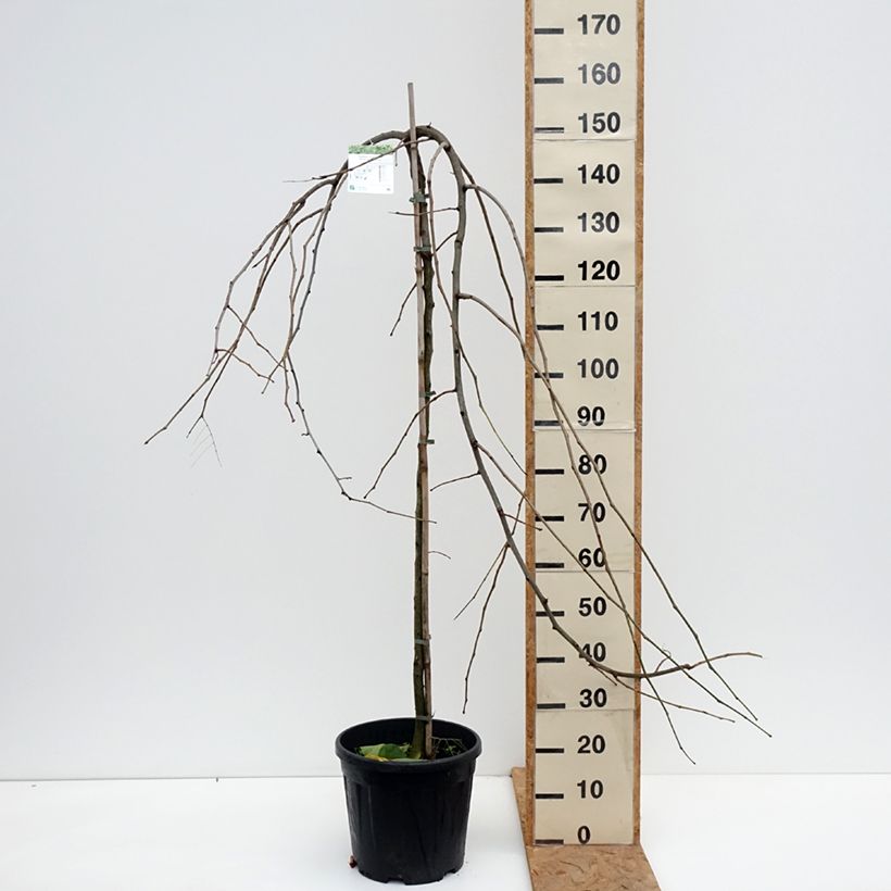 Ejemplar de Gleditsia triacanthos var. inermis Emerald Cascade - Acacia de tres espinas Maceta 7,5L/10L, Tallo entregado en otoño
