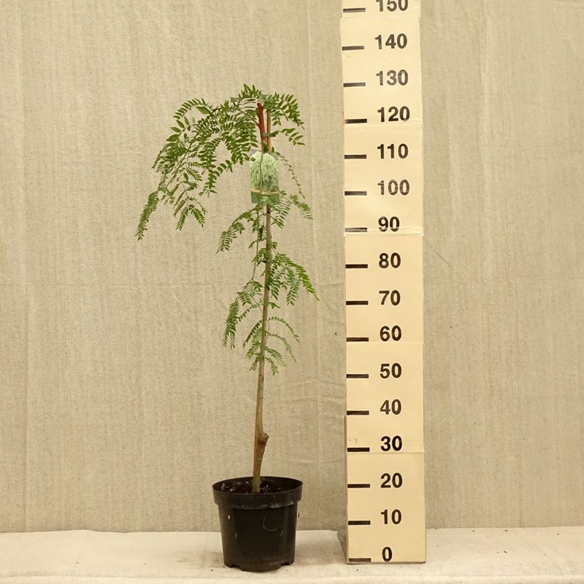 Ejemplar de Gleditsia triacanthos var. inermis Emerald Cascade - Acacia de tres espinas Maceta 12L/15L entregado en verano