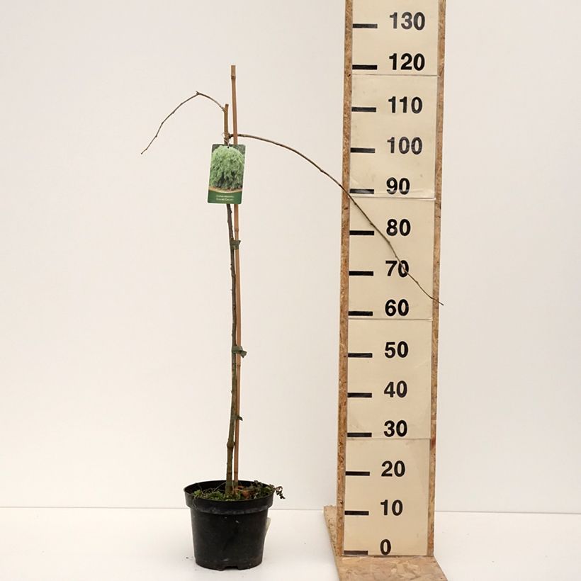 Gleditsia triacanthos var. inermis Emerald Cascade - Acacia de tres espinas Maceta 12L/15L Ejemplar entregado en invierno